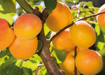 Alles Marille in der Wachau