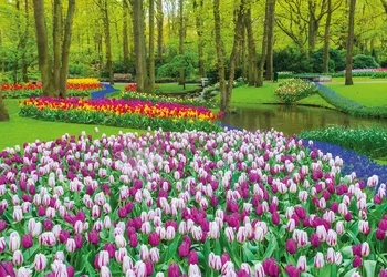 Tulpenblüte in Holland 