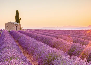 Lavendelblüte in Istrien